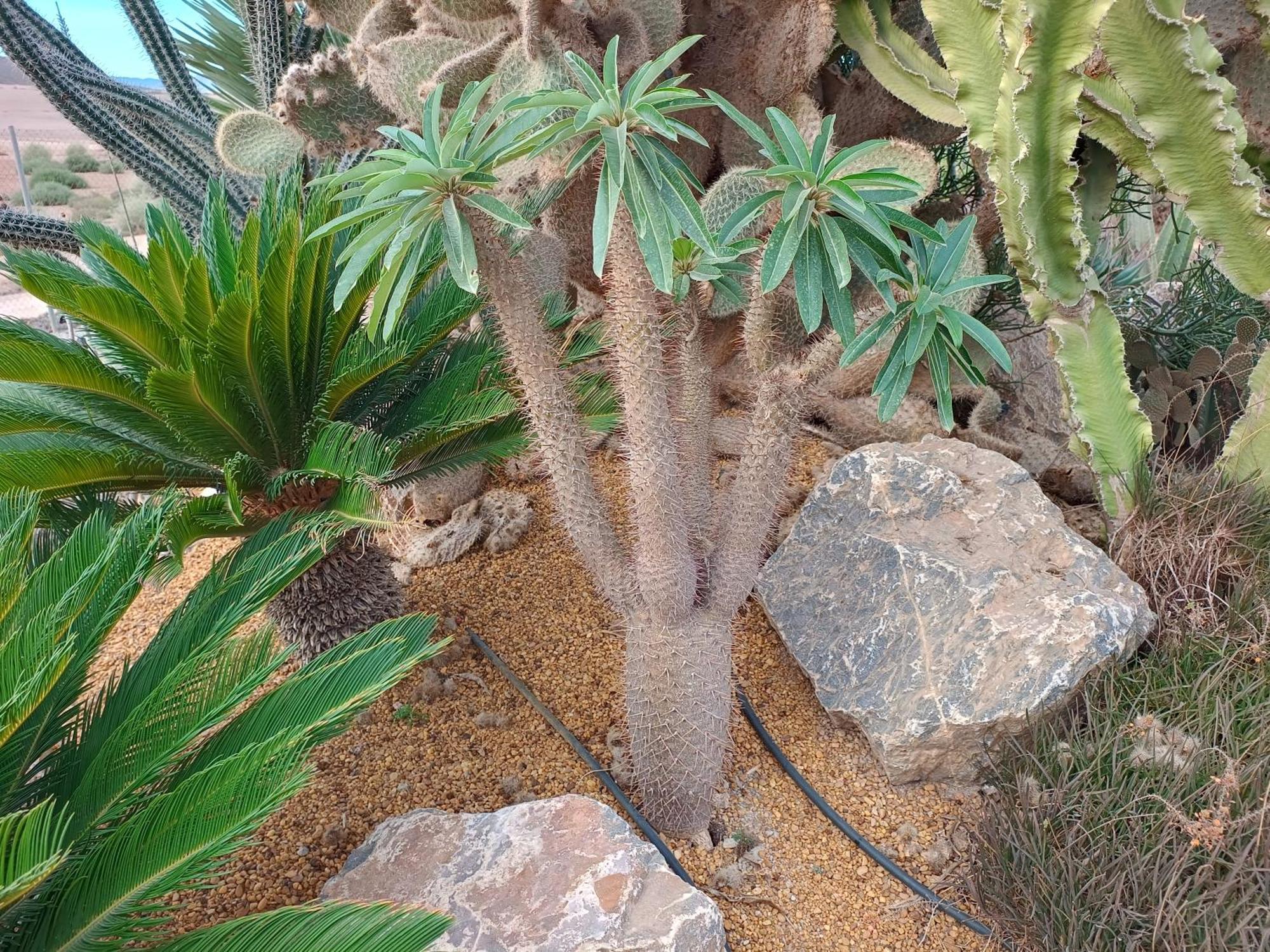 דירות לורקה El Oasis Morado מראה חיצוני תמונה